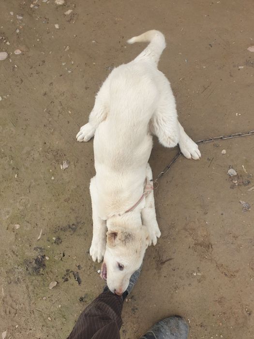 Kuchuk bolasi  sotiladi  2 oylik