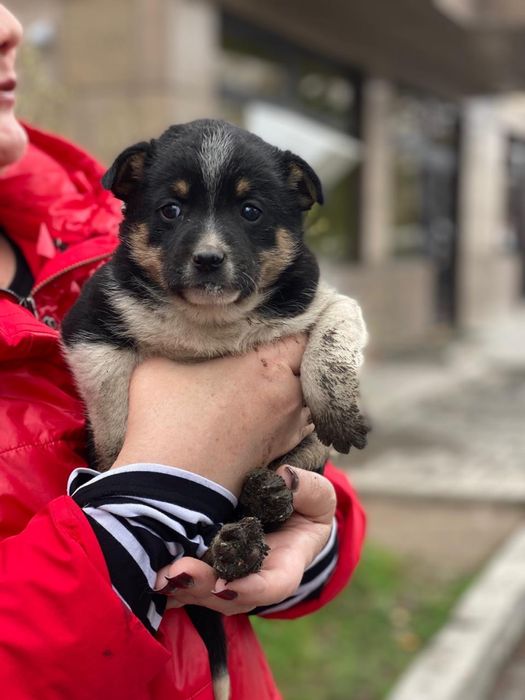 Бездомные щенки девочки и мальчики