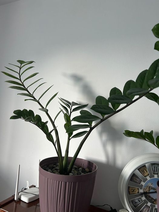 Комнатные цветы. Замиокулькас