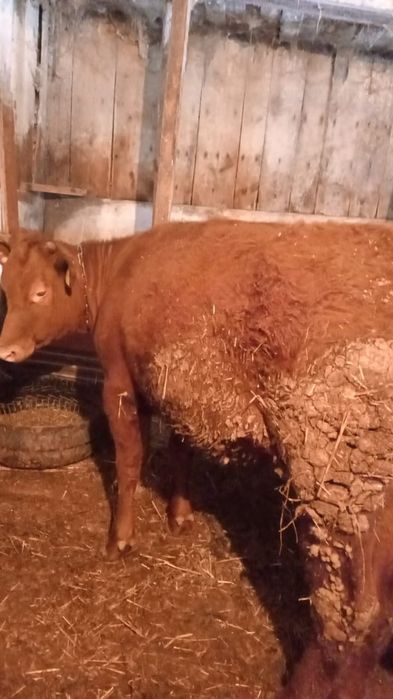 Продам тёлочку  сатылады