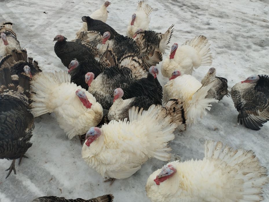 Продам индюков !