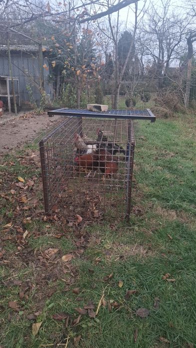 Vând Cocoşi de 6 luni