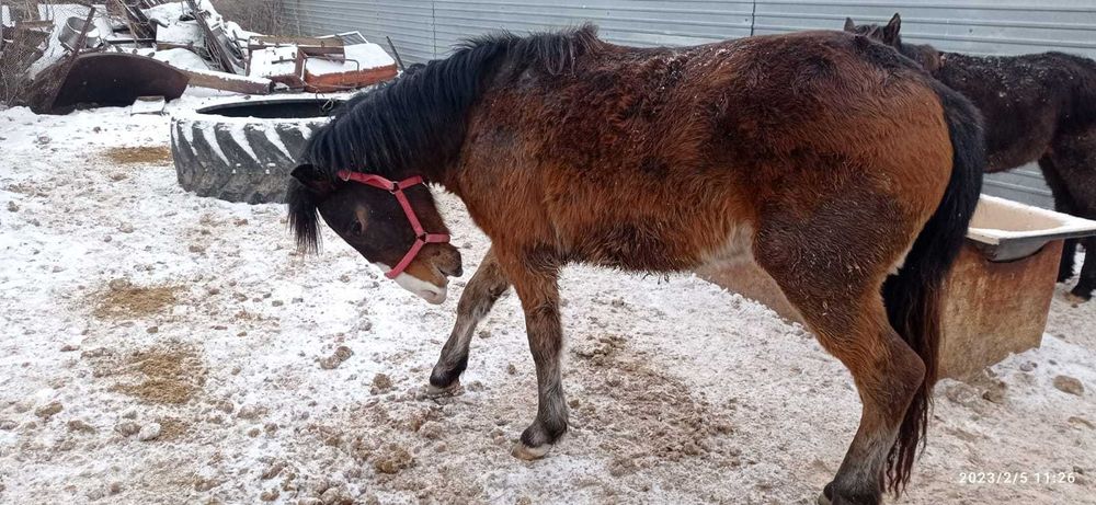 Продам лошадей, жабағы, құнан.