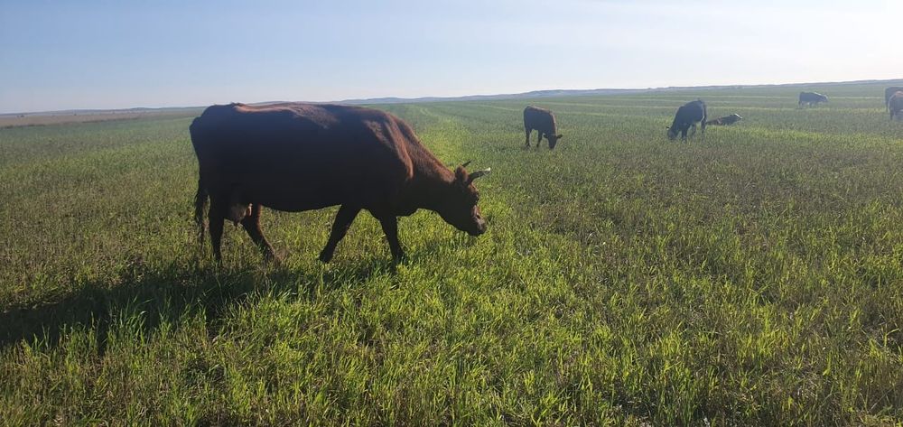 Продам коров с телятами