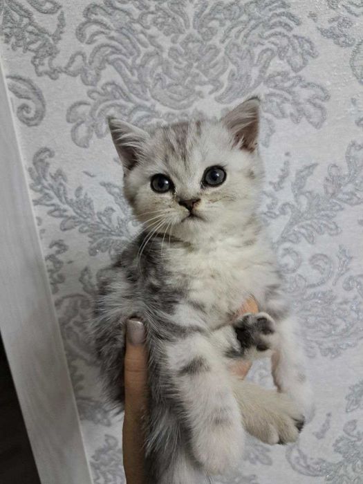 Продаются котята Серебро Шиншилла