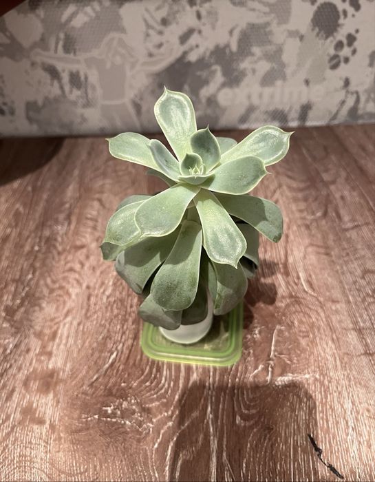 продам суккулент эхеверия