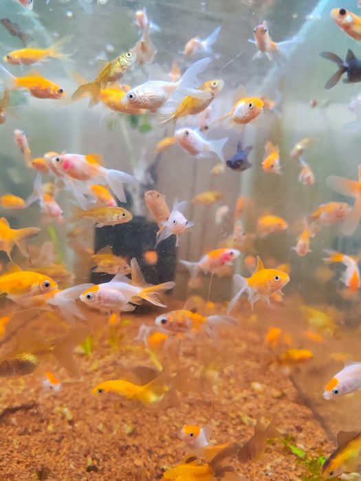 Carasi ryukin, calico, oranda pentru acvarii/iazuri