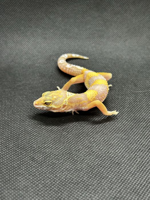 Бебета леопардови гекони и др.