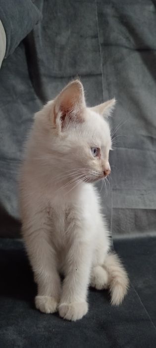 Ласковый котик, ждёт добрые ручки.