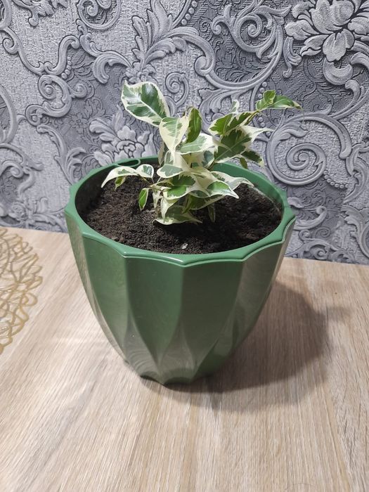 Продам цветок декоративный