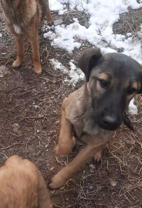 Отдадим щенков в хорошие руки