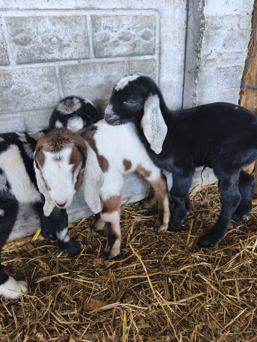 Țăpișori anglonubieni