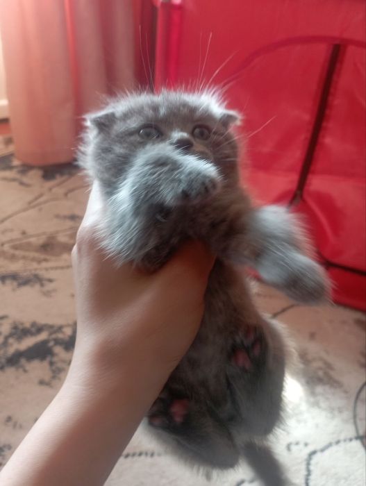 Sog‘lom va zotor bir oylik qizlaloqchalar