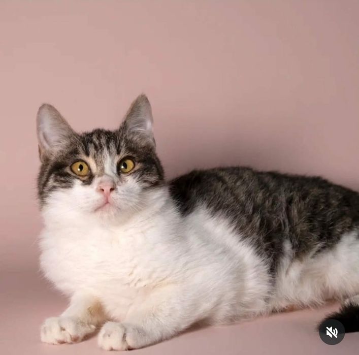 Отдам в добрые руки