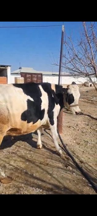 Сиыр сатылады галштейн