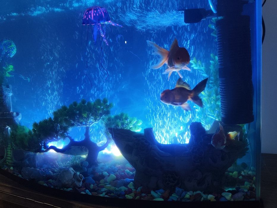 Akvaroium 100 litr,baliqlari ,ichidagi barcha aksessuarlar bilan