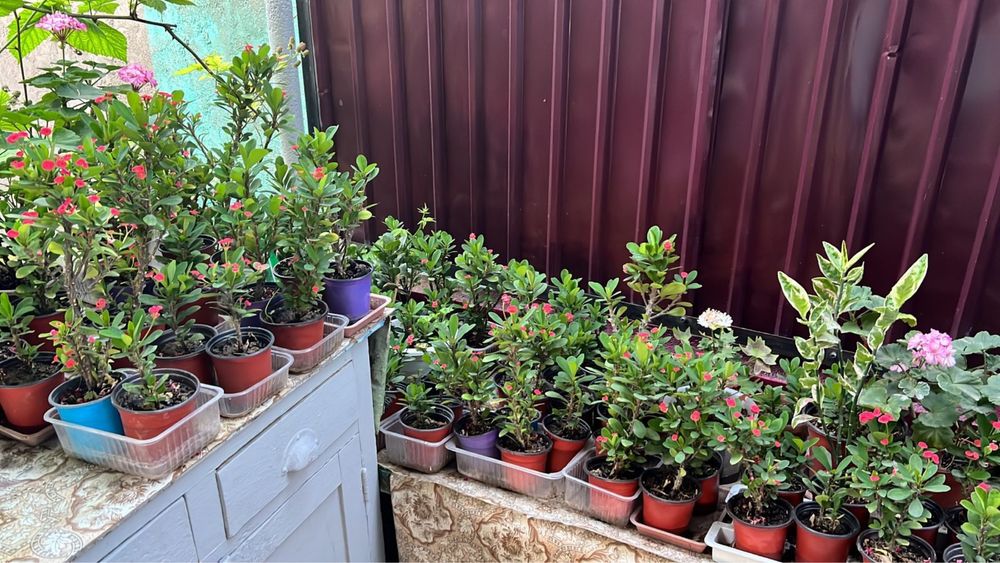 Домашние цветы.