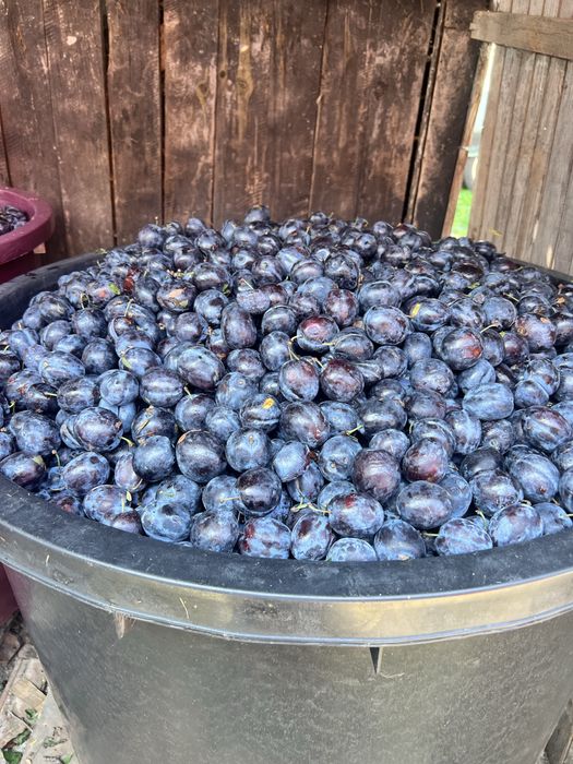 Vand prune de tuica
