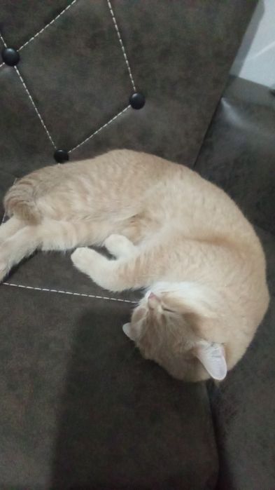 Chinchilla mushuk 1ga kirgan