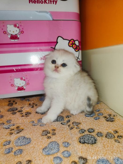 Продается Скоттиш фолд ДЕВОЧКА