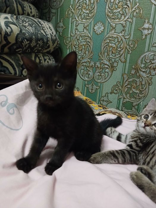 Котята бесплатно