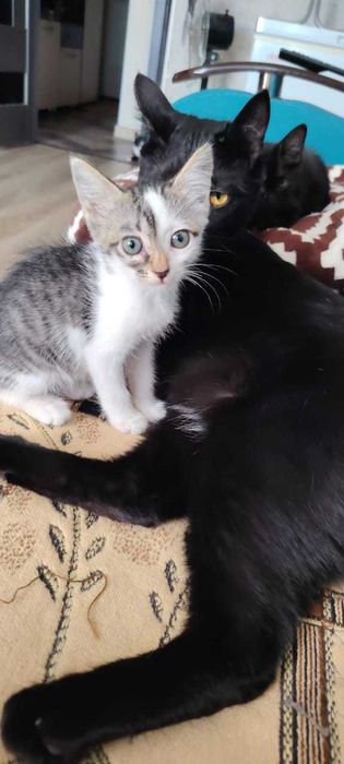 Котёнок 2 месяца