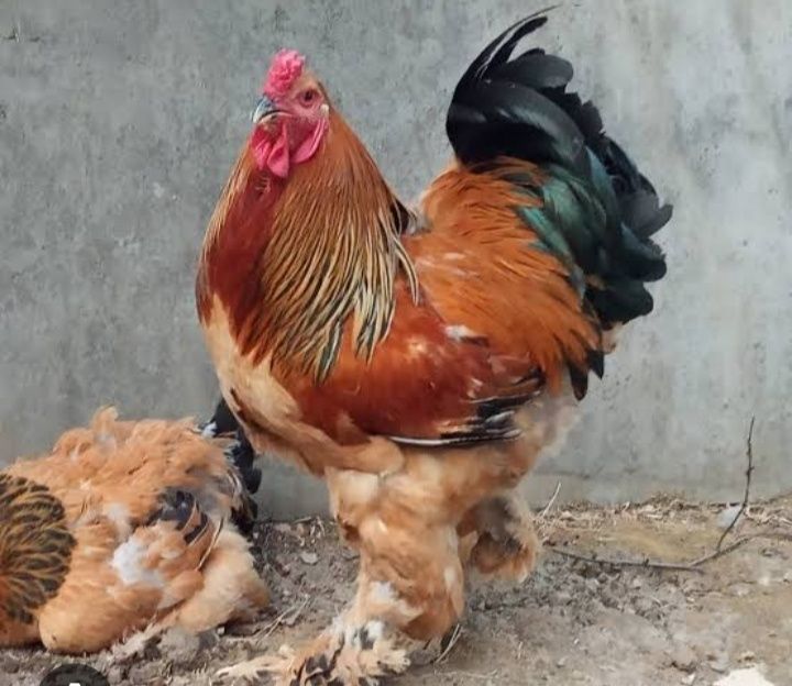 Brama va Qora shahzoda 5 oyli juja buyi 90 sm buyi yana usadi kamida 1