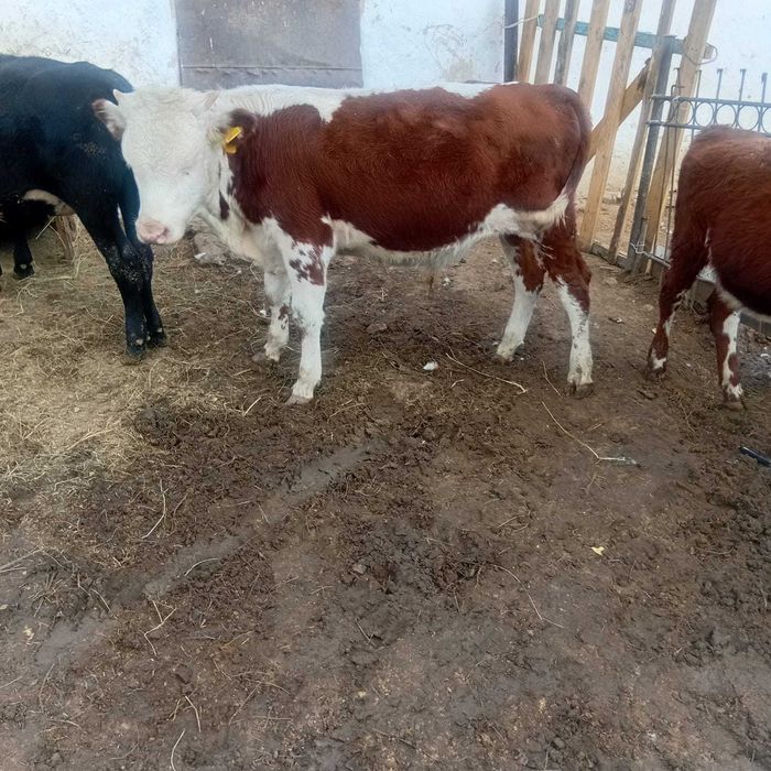 Продам телят этого года продам