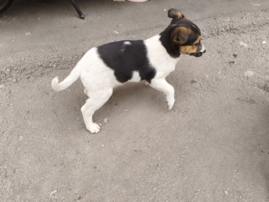 Отдам щенка девочка