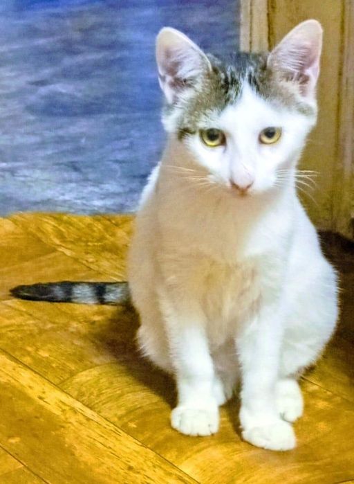 Metis  American Wirehair pui gratuit