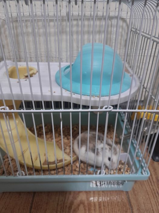 Продам хомяка вместе с клеткой, 3 мес