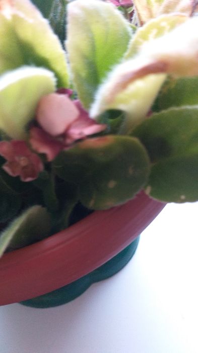 Комнатные цветы, торг уместен