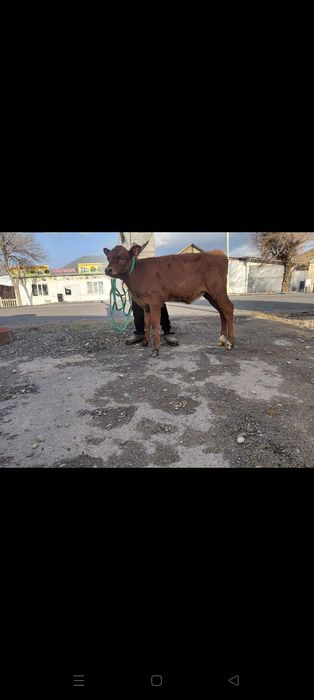 Оптом 3 бузау сатылады