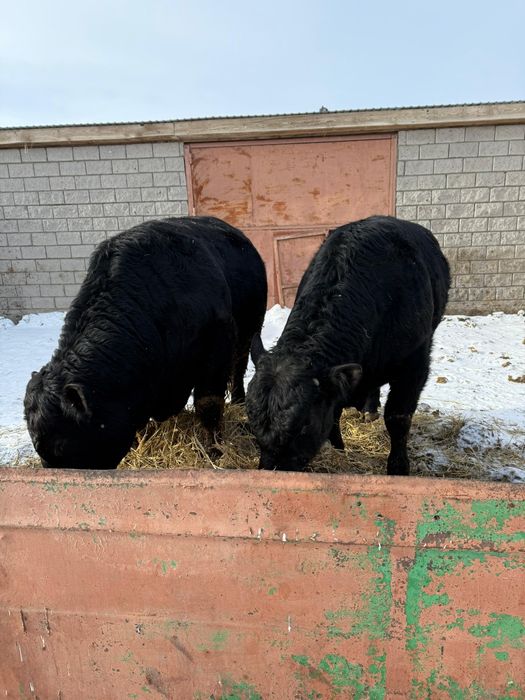 Продам быков 2-годовалых