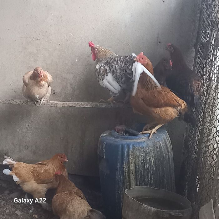 Продам курей и петух