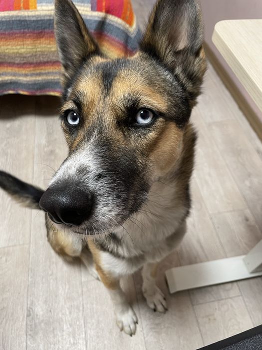 Немецкая овчарка с хаски