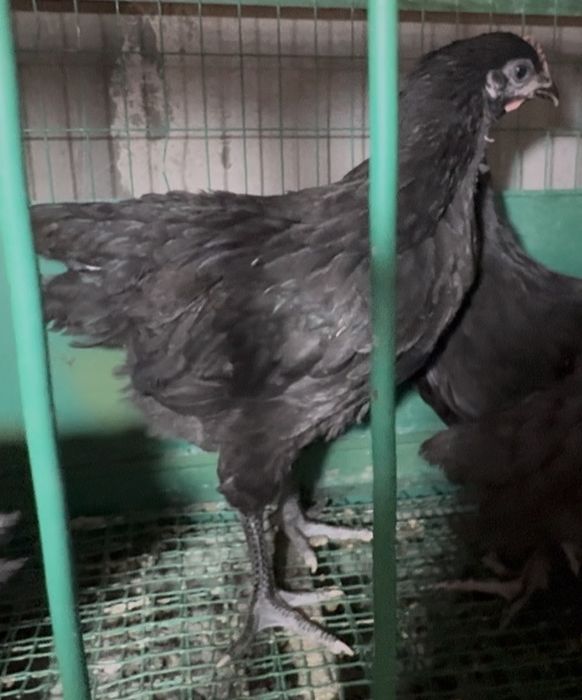 Черный австролорп цыплята