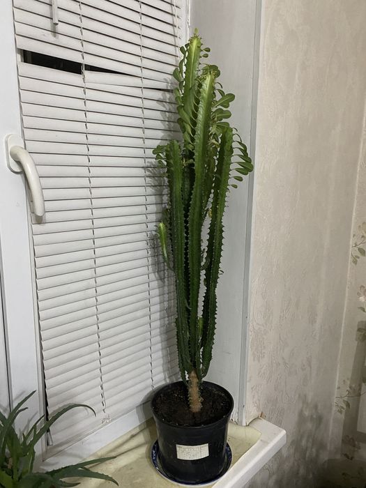 Продам комнатный цветок