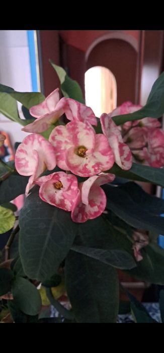 Молочай миля коллекционные сорта.Абайа