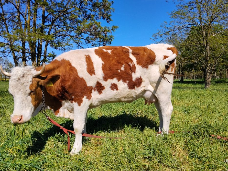De vânzare vacă cu vițea