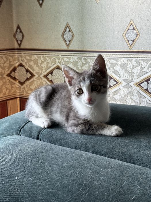 Отдам кошечек в хорошие руки
