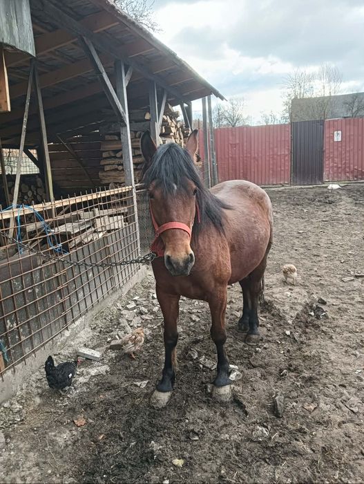 Vind iapa de 2 ani invatata la căruța  pret 2000 de euro   07593287