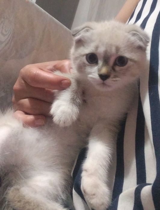 Котенок-девочка 2месяца-Скоттиш-фолд