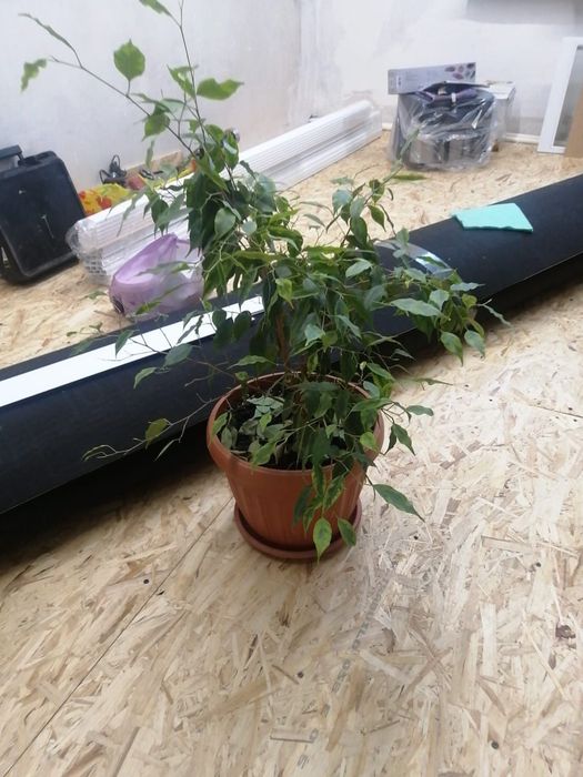 Продам фикус и замиокулькас