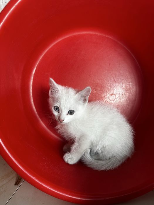 Отдам котят в хорошие руки