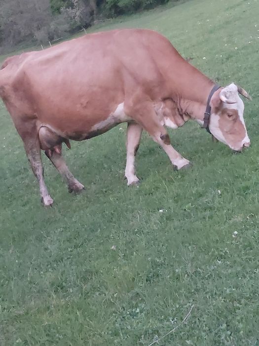 Vând vaca de lapte în vârstă de 7 ani