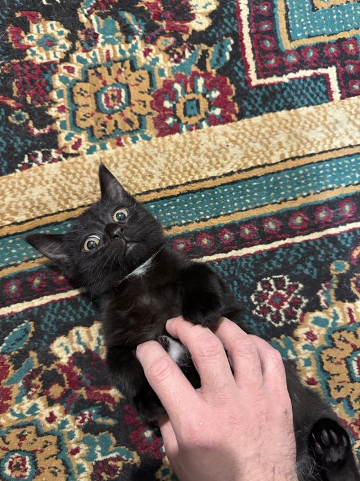 Котенок в добрые руки