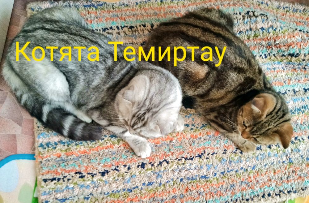 Шотландский Вислоухий котёнок