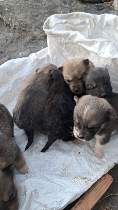 Отдам щенят в хорошие руки