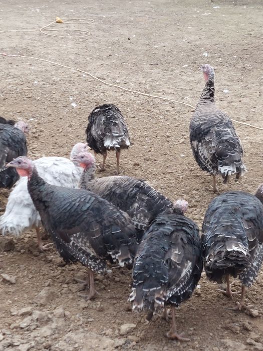 Curci de  țară și  bibilici